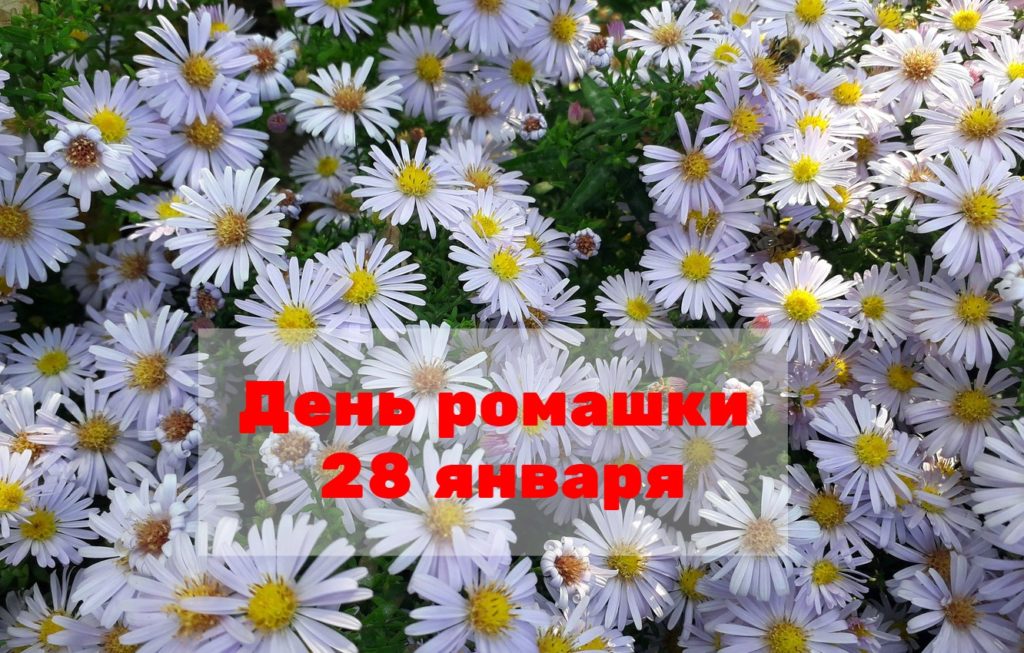 День ромашки 28 января