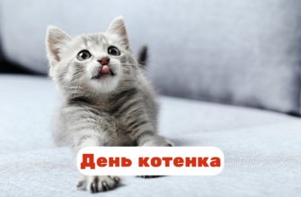 День котенка праздник