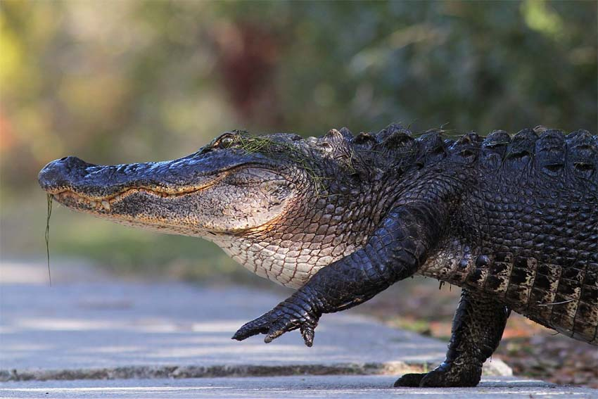 Этот день был учрежден сафари-парком Wild Florida, чтобы повысить осведомленность о важности аллигаторов для экосистемы