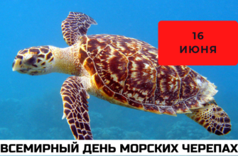 История Всемирного дня морских черепах